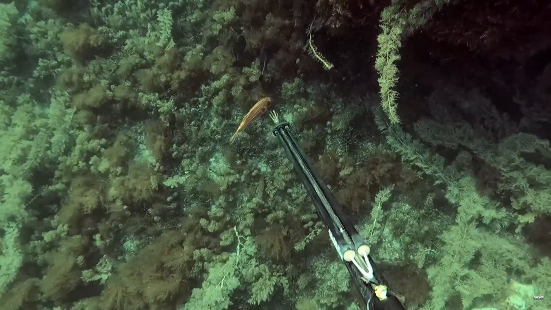 Torelli Spearfishing Australia